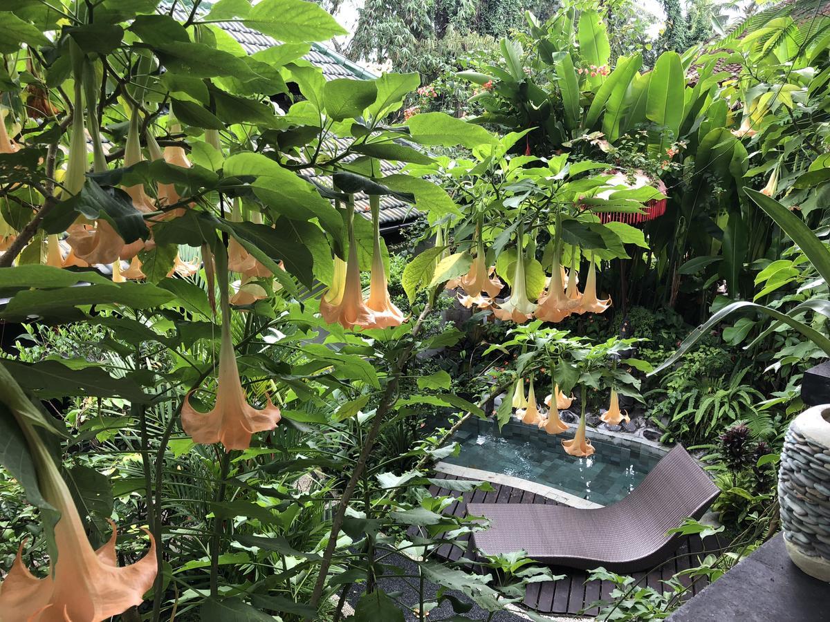 White Lotus Oasis Hotel Ubud  Luaran gambar